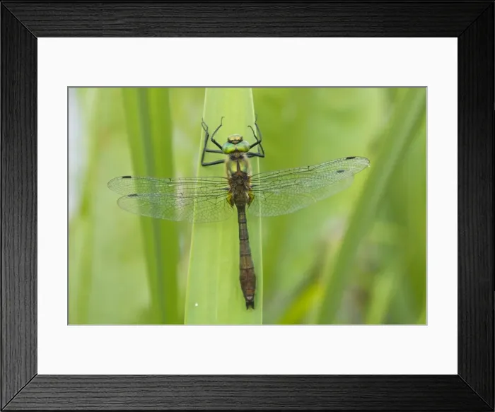 Framed Print : Downy Emerald - Male - The Netherlands - Overijssel - De Wieden Framed Print : Downy Emerald - Male - The Netherlands - Overijssel - De Wieden