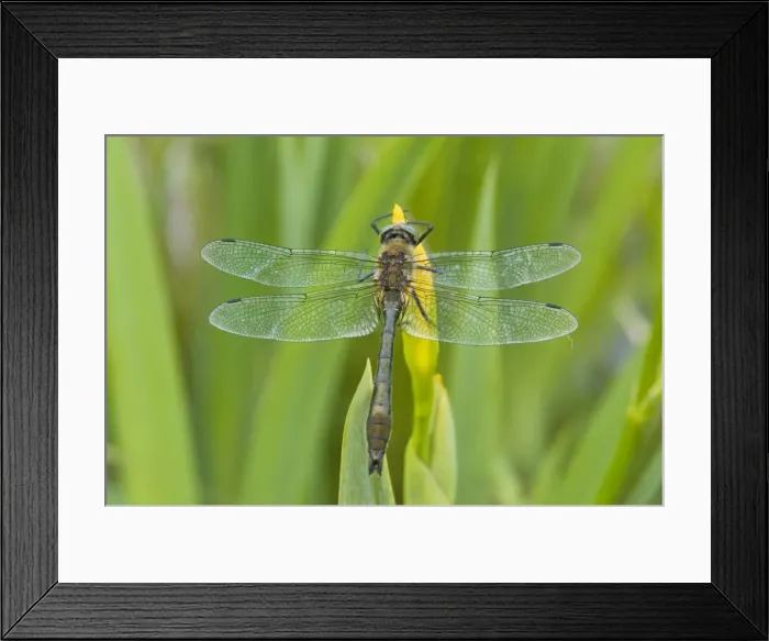 Framed Print : Downy Emerald - Male on yellow flag - The Netherlands - Overijssel - De Wieden Framed Print : Downy Emerald - Male on yellow flag - The Netherlands - Overijssel - De Wieden