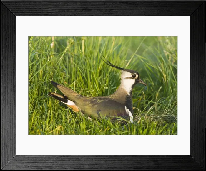 Framed Print : Northern Lapwing - Male on nest - The Netherlands - Overijssel Framed Print : Northern Lapwing - Male on nest - The Netherlands - Overijssel