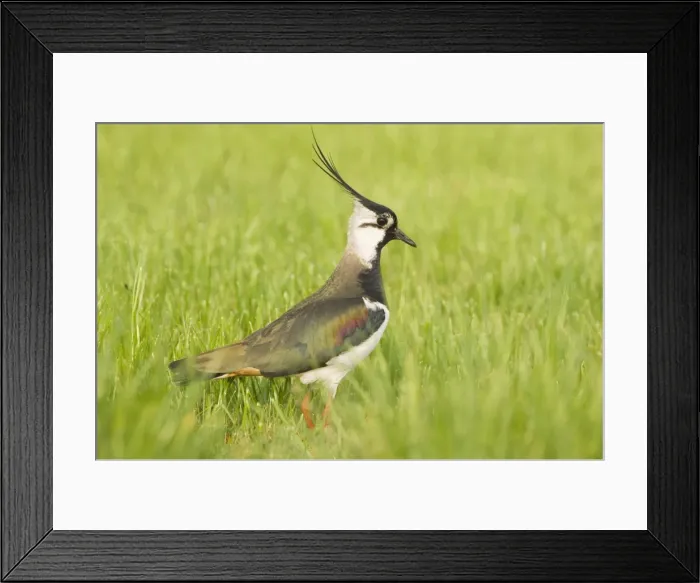 Framed Print : Northern Lapwing - Male in breeding season - The Netherlands - Overijssel Framed Print : Northern Lapwing - Male in breeding season - The Netherlands - Overijssel