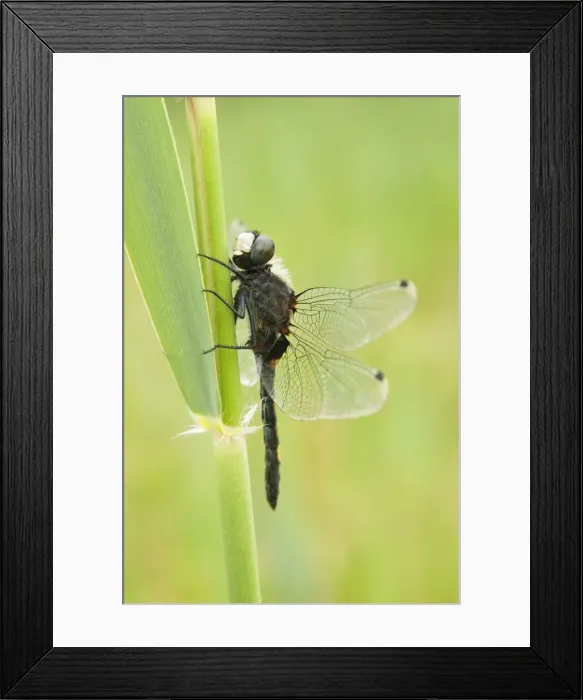 Framed Print : Large white-faced Darter - Male - The Netherlands - Overijssel - De Wieden Framed Print : Large white-faced Darter - Male - The Netherlands - Overijssel - De Wieden