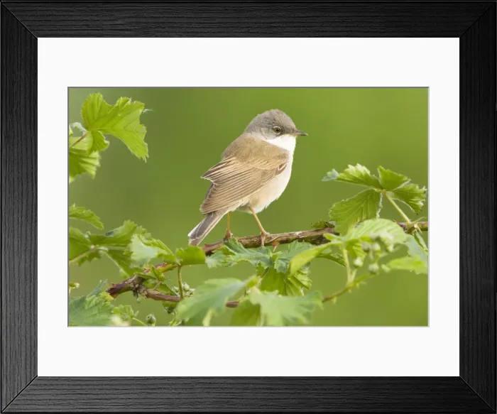 Framed Print : Common Whitethroat - Male - The netherlands - Overijssel - De Wieden Framed Print : Common Whitethroat - Male - The netherlands - Overijssel - De Wieden