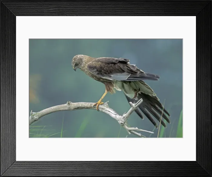 Framed Print : Marsh Harrier - Adult male on branch - Stretching his wings The Netherlands, Overijssel Framed Print : Marsh Harrier - Adult male on branch - Stretching his wings The Netherlands, Overijssel