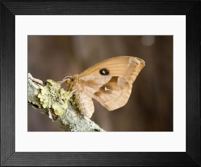 Framed Print : Tau emperor female Framed Print : Tau emperor female