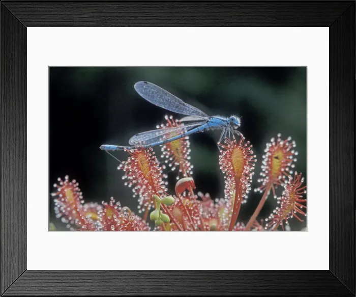 Framed Print : Oblong-leaved Sundew - With Common Blue Damselfly prey - The Netherlands, Drenthe, Forestry Gees Framed Print : Oblong-leaved Sundew - With Common Blue Damselfly prey - The Netherlands, Drenthe, Forestry Gees
