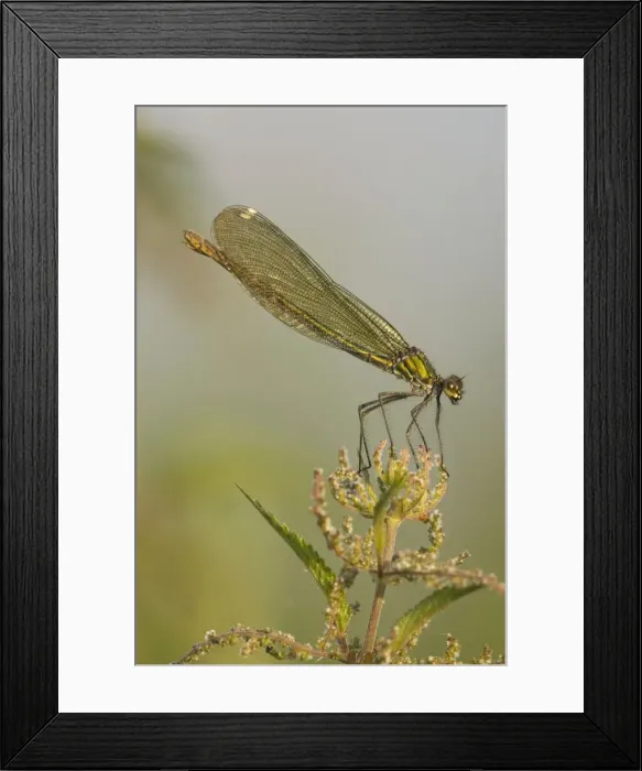 Framed Print : Banded demoiselle Female Framed Print : Banded demoiselle Female