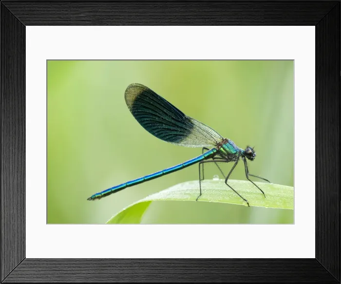 Framed Print : Banded demoiselle Male Framed Print : Banded demoiselle Male
