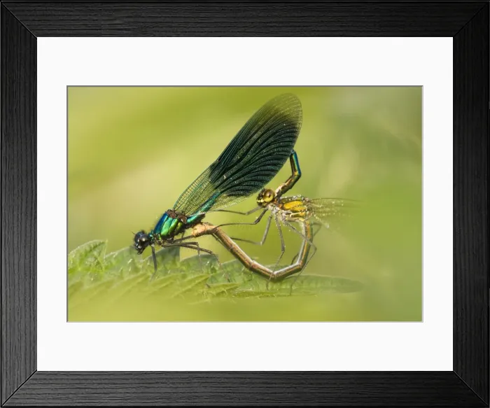 Framed Print : Banded demoiselle Male and female mating Framed Print : Banded demoiselle Male and female mating