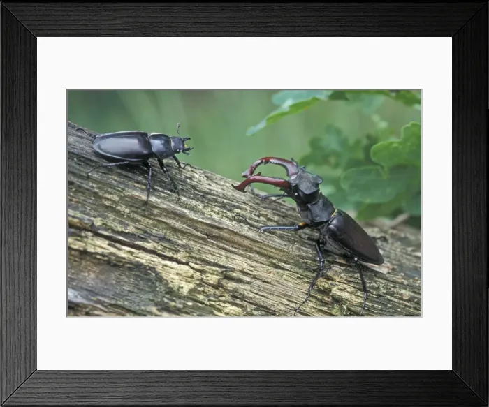 Framed Print : Stag Beetle - Male and female - The Netherlands - Drenthe Framed Print : Stag Beetle - Male and female - The Netherlands - Drenthe