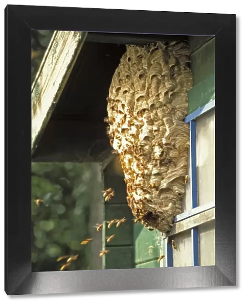 European Hornet - At nest on side of shed - The Netherlands, Overijssel, Zwartsluis