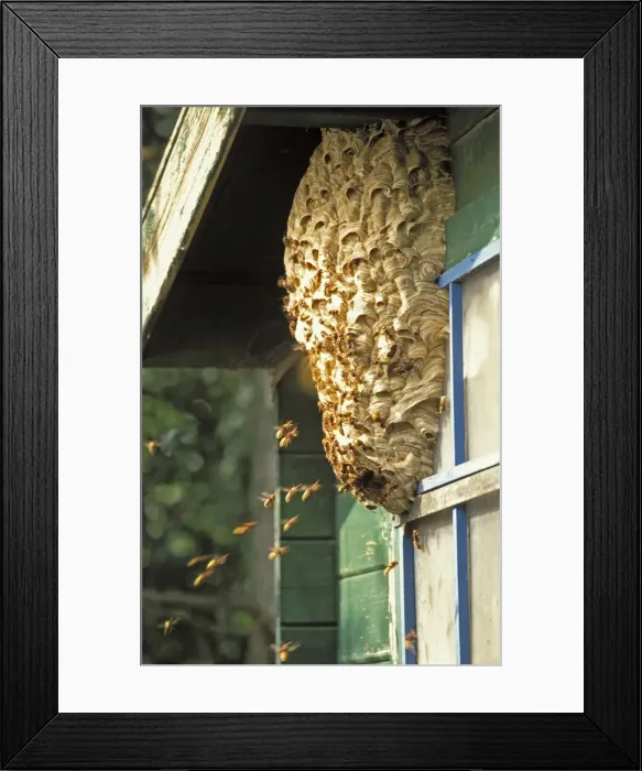 Framed Print : European Hornet - At nest on side of shed - The Netherlands, Overijssel, Zwartsluis