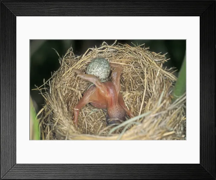 Framed Print : Common Cuckoo - Juvenile is throwing eggs of Reed Warbler out of nest The Netherlands - Overijssel Framed Print : Common Cuckoo - Juvenile is throwing eggs of Reed Warbler out of nest The Netherlands - Overijssel