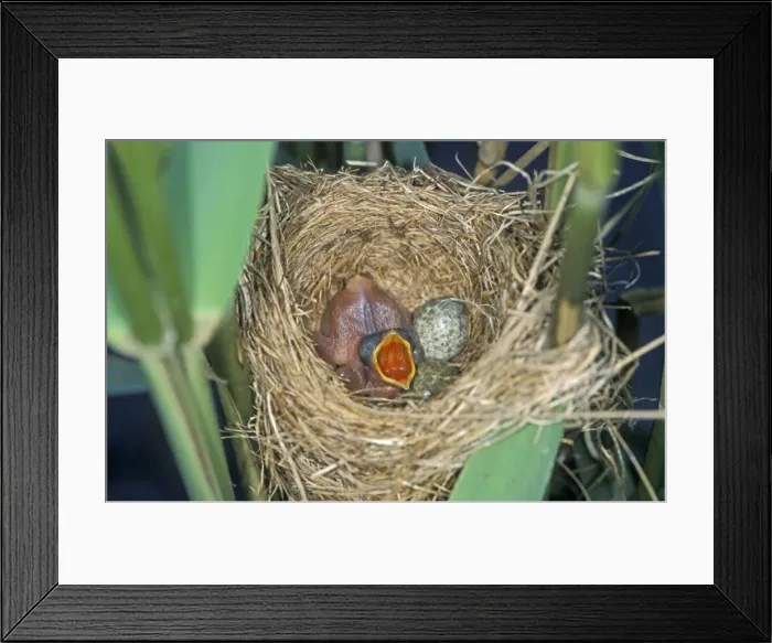 Framed Print : Common Cuckoo - Juvenile in Reed Warbler nest - Begging for food The Netherlands, Overijssel Framed Print : Common Cuckoo - Juvenile in Reed Warbler nest - Begging for food The Netherlands, Overijssel