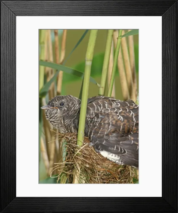 Framed Print : Common Cuckoo - Juvenile is growing too big for nest of the reed warbler The Netherlands, Overijssel Framed Print : Common Cuckoo - Juvenile is growing too big for nest of the reed warbler The Netherlands, Overijssel