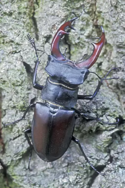 Stag Beetle - Male - The Netherlands, Overijssel