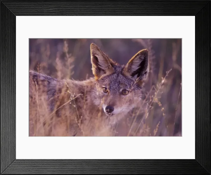 Framed Print : Black-backed Jackal - South Africa, Sabi Sabi game reserve Framed Print : Black-backed Jackal - South Africa, Sabi Sabi game reserve