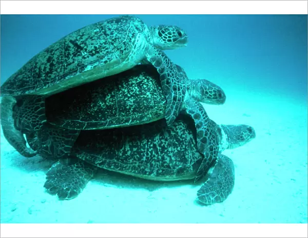 Green Turtles VT 2119 Mating Chelona midas © Ron & Valerie Taylor  /  ARDEA LONDON