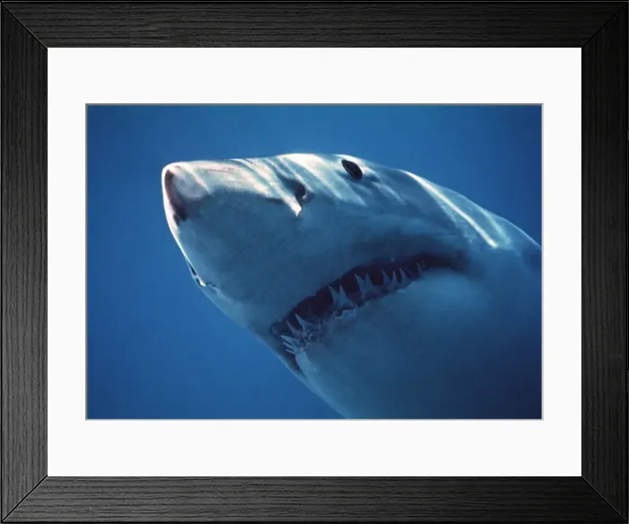 Framed Print : Great White Shark VT 2261 (M) Close up of head, showing teeth - South Australia Carcharodon carcharias © Valerie & Ron Taylor / ARDEA LONDON Framed Print : Great White Shark VT 2261 (M) Close up of head, showing teeth - South Australia Carcharodon carcharias © Valerie & Ron Taylor / ARDEA LONDON