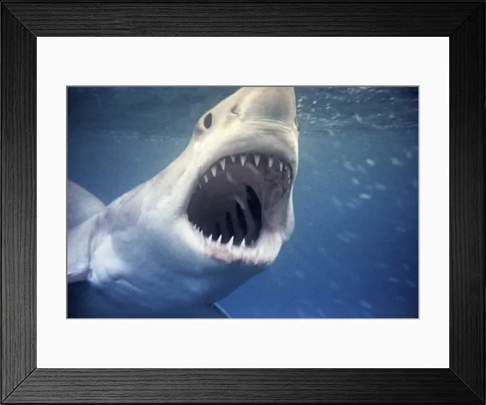 Framed Print : Great White Shark VT 269 (M) Underwater close up of head and open mouth - South Australia Carcharodon carcharias © Ron & Valerie Taylor / ARDEA LONDON Framed Print : Great White Shark VT 269 (M) Underwater close up of head and open mouth - South Australia Carcharodon carcharias © Ron & Valerie Taylor / ARDEA LONDON