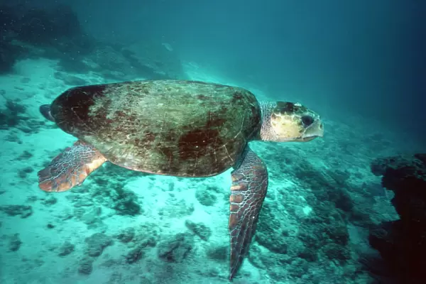 Loggerhead Turtle - female Great Barrier Reef