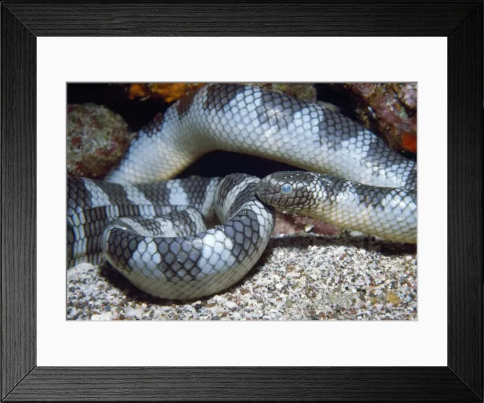 Framed Print : Sea Snake - about to shed skin, venomous Indonesia Framed Print : Sea Snake - about to shed skin, venomous Indonesia