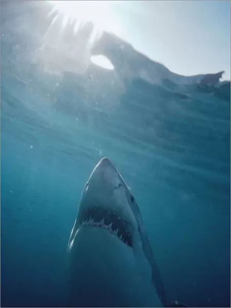 Great White Shark VT 5022 (M) Underwater view of head, coming to surface - South Australia Carcharodon carcharias © Valerie & Ron Taylor  /  ARDEA LONDON