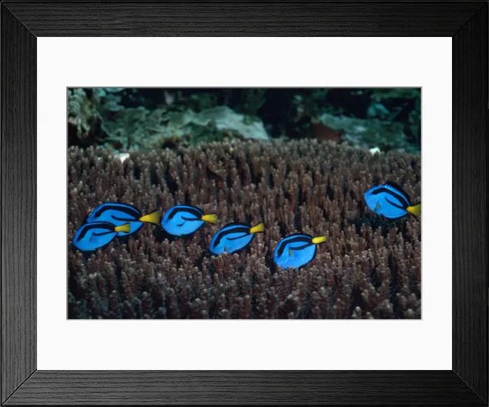Framed Print : Blue Surgeon Fish - shoal feeding Framed Print : Blue Surgeon Fish - shoal feeding