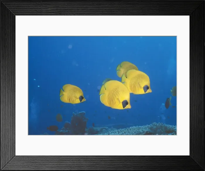 Framed Print : Masked Butterfly Fish VT 5536 Red Sea Endemic Chaetodon semilarvatus © Ron & Valerie Taylor / ARDEA LONDON Framed Print : Masked Butterfly Fish VT 5536 Red Sea Endemic Chaetodon semilarvatus © Ron & Valerie Taylor / ARDEA LONDON