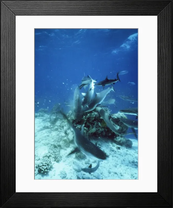 Framed Print : Grey Reef Shark - feeding frenzy Framed Print : Grey Reef Shark - feeding frenzy