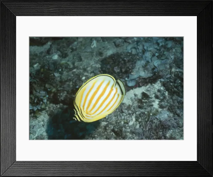 Framed Print : Ornate Butterflyfish - Indo pacific - Great Barrier Reef - Australia Framed Print : Ornate Butterflyfish - Indo pacific - Great Barrier Reef - Australia
