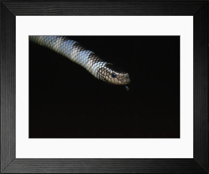 Framed Print : Sea Snake - venomous Soth West, Pacific, Indonesia