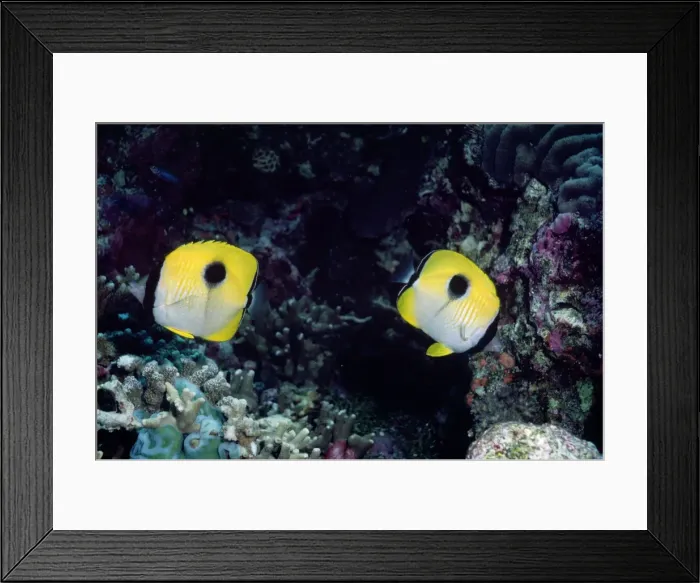 Framed Print : Butterfly Fish Indo Pacific Framed Print : Butterfly Fish Indo Pacific