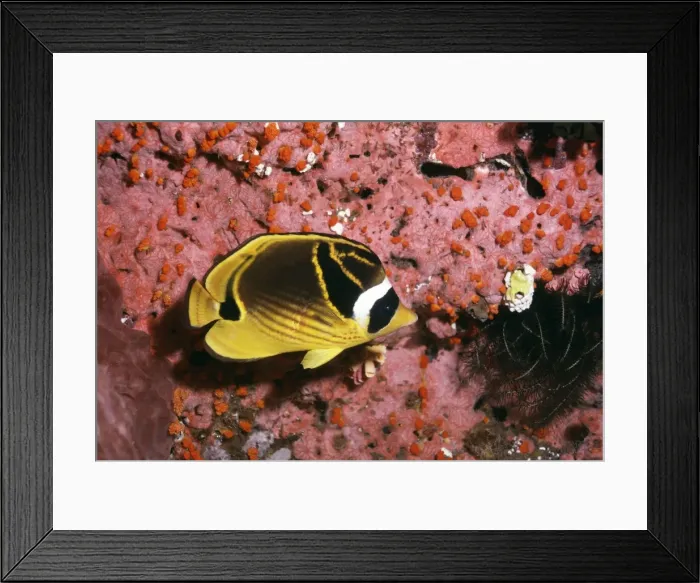 Framed Print : Racoon Butterfly Fish Great Barrier Reef Framed Print : Racoon Butterfly Fish Great Barrier Reef