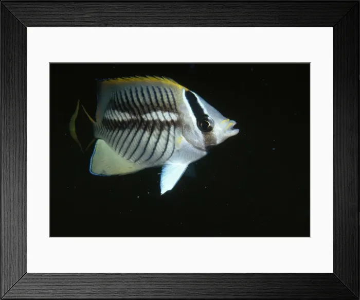 Framed Print : Chevroned Butterflyfish Framed Print : Chevroned Butterflyfish