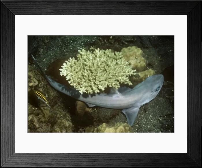 Framed Print : Greeneye / Shortspine Spurdog Papua New Guinea Framed Print : Greeneye / Shortspine Spurdog Papua New Guinea