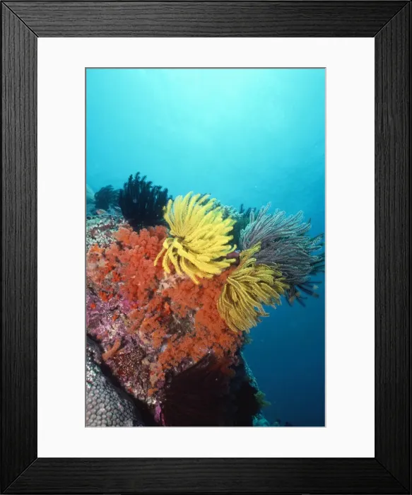 Framed Print : Feather Stars Indo Pacific Framed Print : Feather Stars Indo Pacific