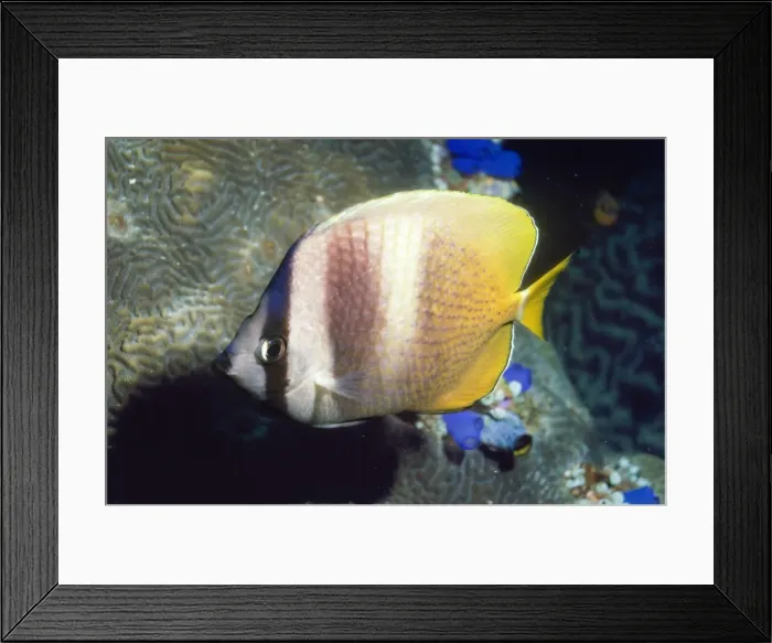 Framed Print : Klein's Butterfly Fish Indo Pacific