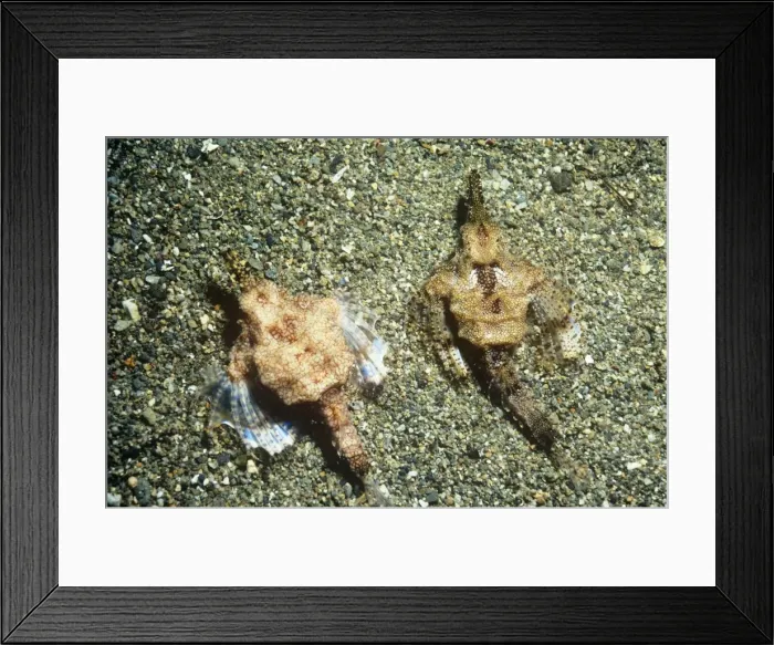 Framed Print : Slender Sea Moth - male & female Indonesia, Australia Framed Print : Slender Sea Moth - male & female Indonesia, Australia