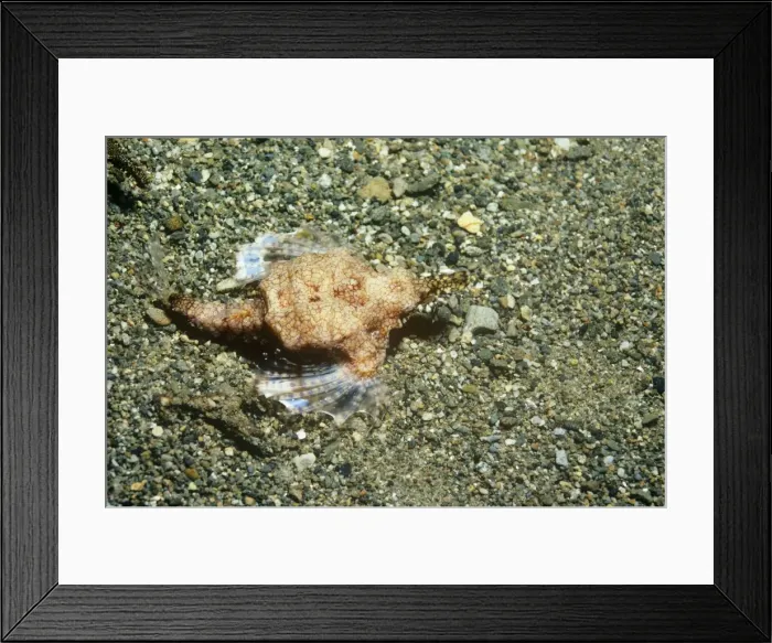 Framed Print : Slender Sea Moth - female Indonesia, Australia Framed Print : Slender Sea Moth - female Indonesia, Australia