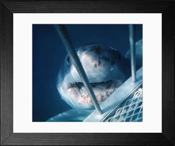Framed Print : Great White Shark VT 8174 Underwater, close up of head at shark cage - South Australia Carcharodon carcharias © Ron & Valerie Taylor / ARDEA LONDON Framed Print : Great White Shark VT 8174 Underwater, close up of head at shark cage - South Australia Carcharodon carcharias © Ron & Valerie Taylor / ARDEA LONDON