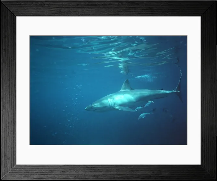 Framed Print : Great White Shark VT 8178 Underwater, side view - South Australia Carcharodon carcharias © Valerie & Ron Taylor / ARDEA LONDON Framed Print : Great White Shark VT 8178 Underwater, side view - South Australia Carcharodon carcharias © Valerie & Ron Taylor / ARDEA LONDON