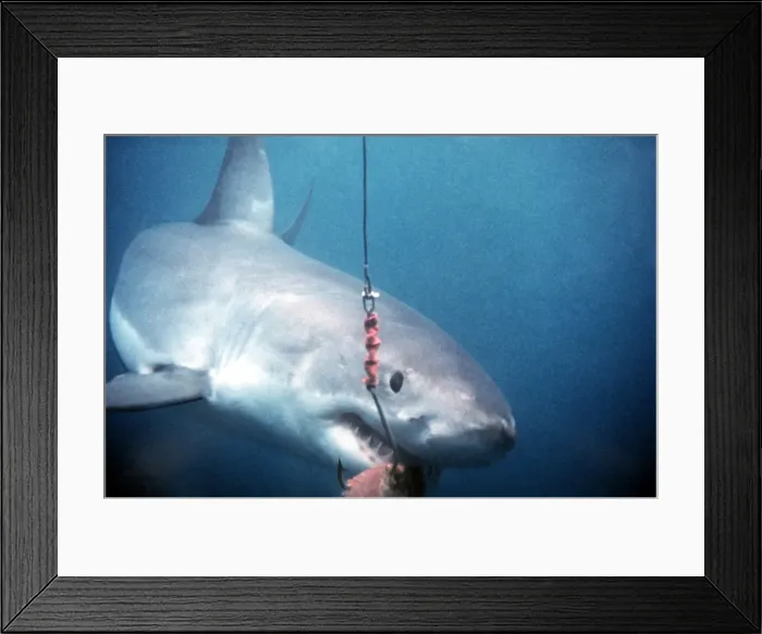 Framed Print : Great White Shark VT 8185 Takes bait from hook - South Australia Carcharodon carcharias © Valerie & Ron Taylor / ARDEA LONDON Framed Print : Great White Shark VT 8185 Takes bait from hook - South Australia Carcharodon carcharias © Valerie & Ron Taylor / ARDEA LONDON