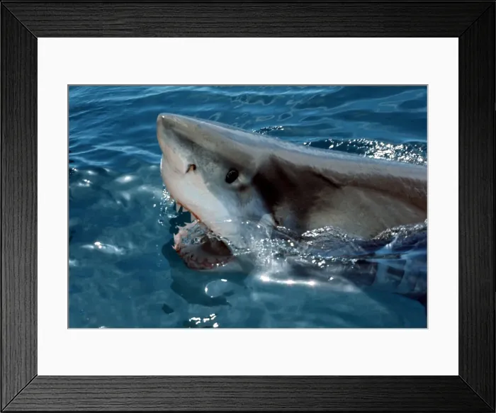 Framed Print : Great White Shark VT 8186 Coming out of water with mouth open - South Australia Carcharodon carcharias © Ron & Valerie Taylor / ARDEA LONDON Framed Print : Great White Shark VT 8186 Coming out of water with mouth open - South Australia Carcharodon carcharias © Ron & Valerie Taylor / ARDEA LONDON