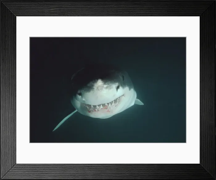Framed Print : Great White Shark VT 8188 Underwater, close up of head, showing teeth - South Australia Carcharodon carcharias © Ron & Valerie Taylor / ARDEA LONDON Framed Print : Great White Shark VT 8188 Underwater, close up of head, showing teeth - South Australia Carcharodon carcharias © Ron & Valerie Taylor / ARDEA LONDON