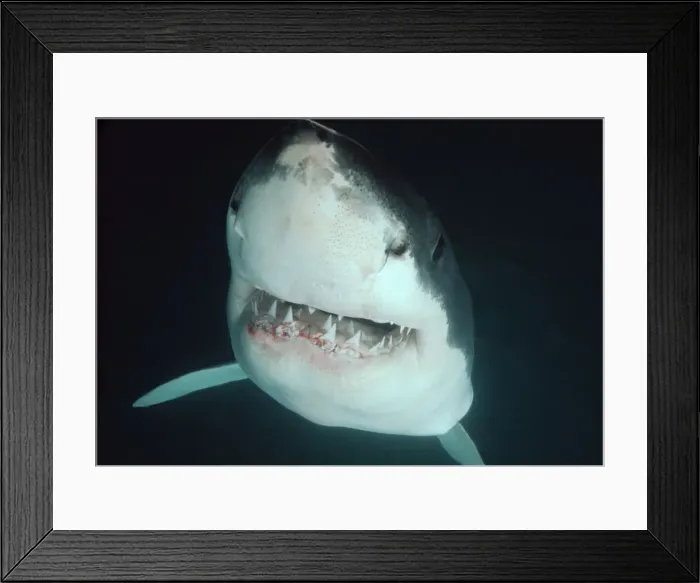 Framed Print : Great White Shark VT 8189 Underwater, close up of head, showing teeth - South Australia Carcharodon carcharias © Ron & Valerie Taylor / ARDEA LONDON Framed Print : Great White Shark VT 8189 Underwater, close up of head, showing teeth - South Australia Carcharodon carcharias © Ron & Valerie Taylor / ARDEA LONDON