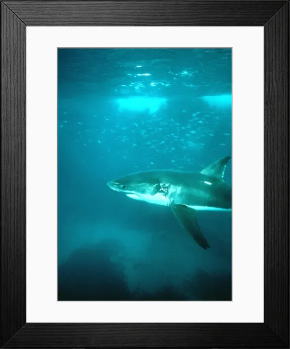 Framed Print : Great White Shark VT 8192 Underwater, sideview - South Australia Carcharodon carcharias © Ron & Valerie Taylor / ARDEA LONDON Framed Print : Great White Shark VT 8192 Underwater, sideview - South Australia Carcharodon carcharias © Ron & Valerie Taylor / ARDEA LONDON