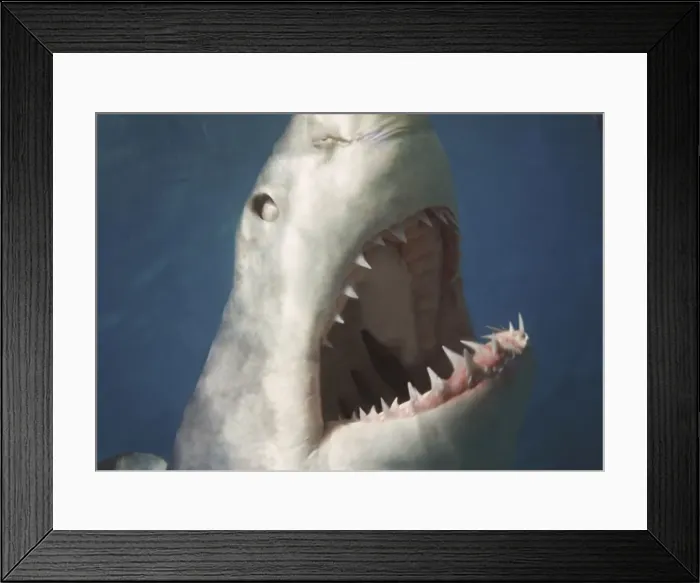 Framed Print : Great White Shark VT 8195 Close-up of head with mouth open showing teeth - South Australia Carcharodon carcharias © Valerie & Ron Taylor / ARDEA LONDON Framed Print : Great White Shark VT 8195 Close-up of head with mouth open showing teeth - South Australia Carcharodon carcharias © Valerie & Ron Taylor / ARDEA LONDON