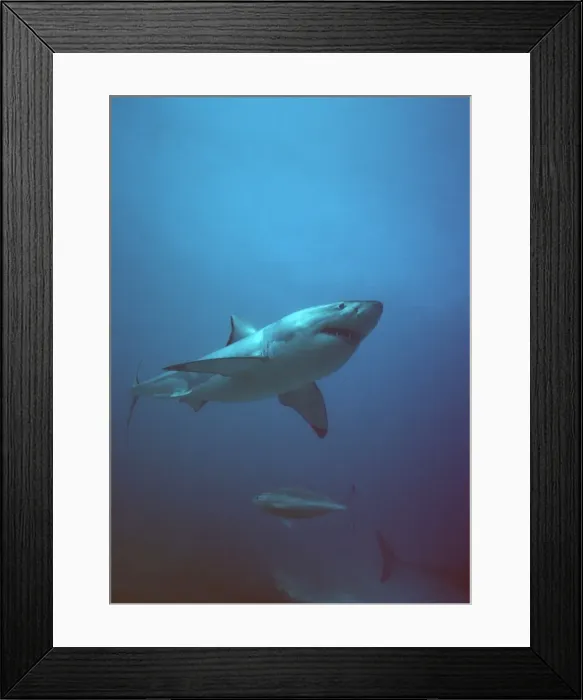 Framed Print : Great White Shark VT 8203 Side view - South Australia Carcharodon carcharias © Valerie & Ron Taylor / ARDEA LONDON Framed Print : Great White Shark VT 8203 Side view - South Australia Carcharodon carcharias © Valerie & Ron Taylor / ARDEA LONDON
