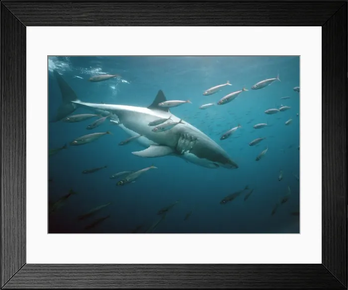 Framed Print : Great White Shark VT 8207 Underwater, side view swimming with fish - South Australia Carcharodon carcharias © Valerie & Ron Taylor / ARDEA LONDON Framed Print : Great White Shark VT 8207 Underwater, side view swimming with fish - South Australia Carcharodon carcharias © Valerie & Ron Taylor / ARDEA LONDON