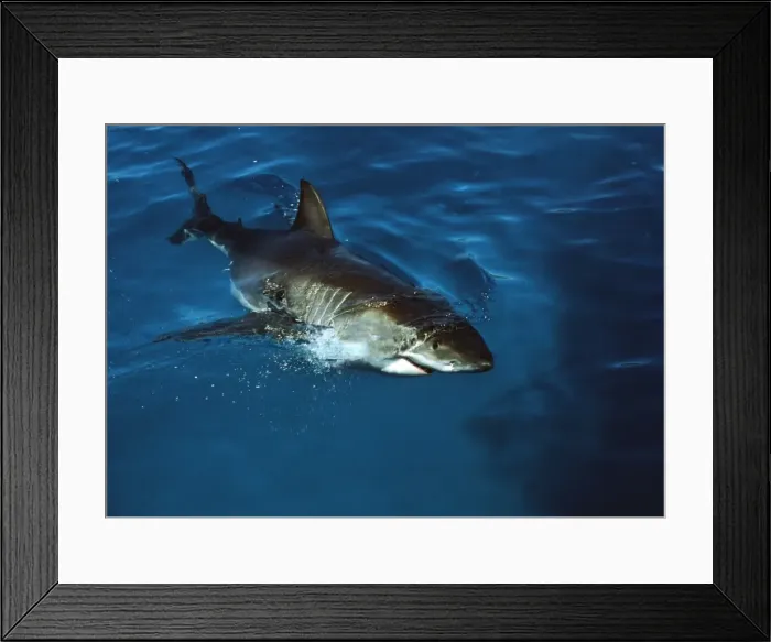 Framed Print : Great White Shark VT 8210 Coming to surface - South Australia Carcharodon carcharias © Valerie & Ron Taylor / ARDEA LONDON Framed Print : Great White Shark VT 8210 Coming to surface - South Australia Carcharodon carcharias © Valerie & Ron Taylor / ARDEA LONDON